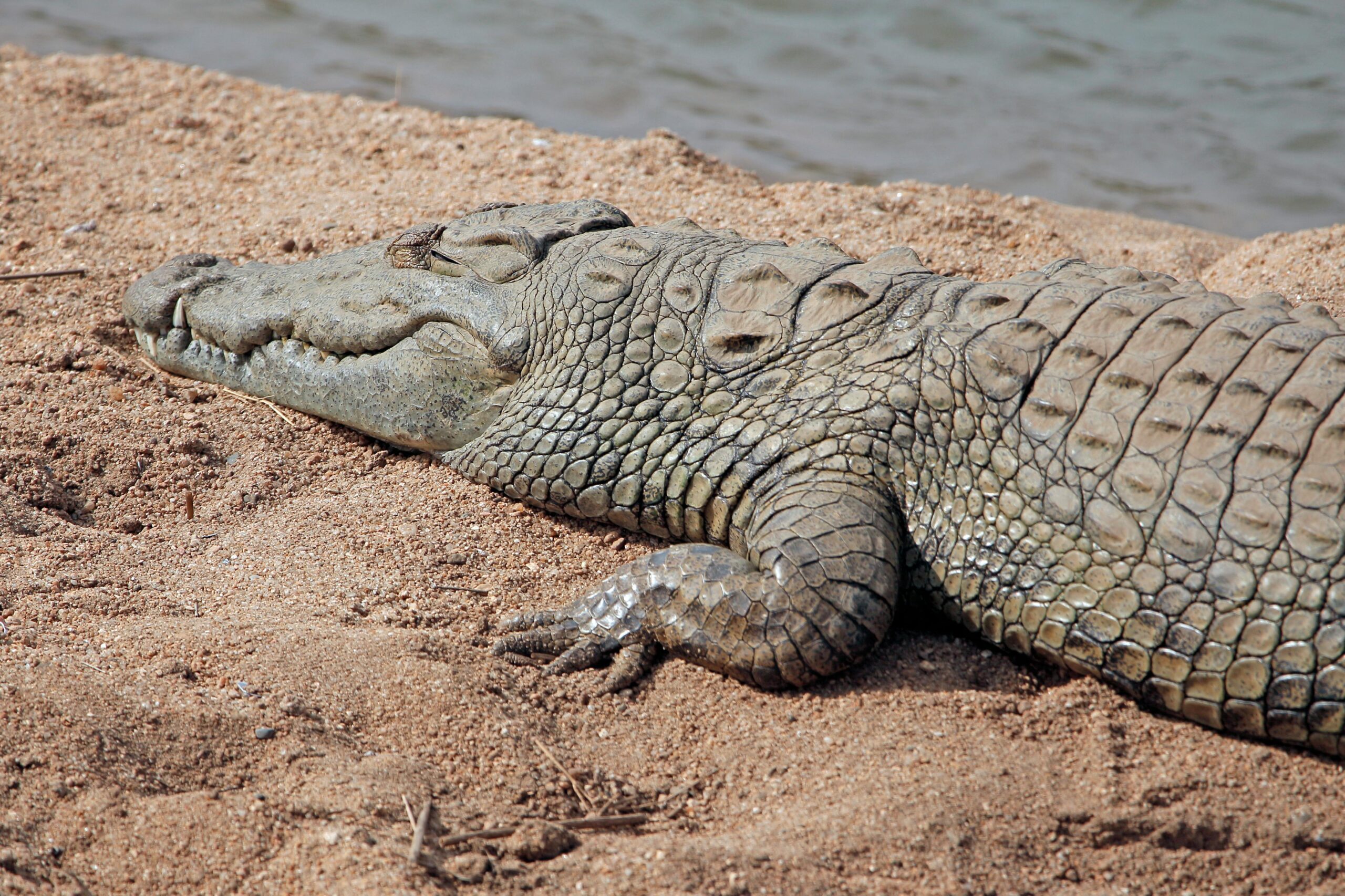 ​Australian Missing Child's Remains Found After Suspected Crocodile Attack 