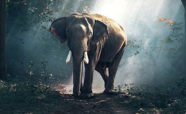 Woman, 65, Killed By Wild Elephant That Previously Claimed 4 Lives In Korba 