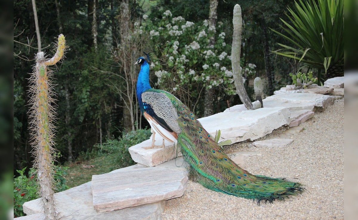 Peacock Sighting At 6,500 Feet In Uttarakhand Surprising, Say Experts