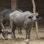 Gauhati High Court Bans Buffalo And Bulbul Fight During January