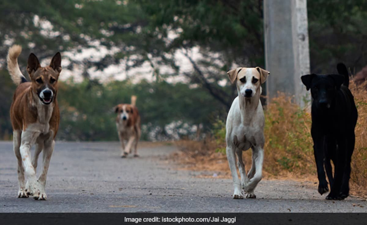 कुत्ते के काटने के बढ़ते मामलों के बीच पंजाब बाल अधिकार निकाय ने आवारा कुत्तों की जनगणना का आदेश दिया