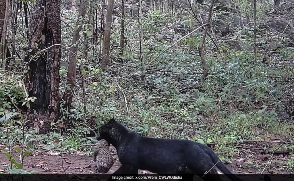 देखें: ओडिशा के नयागढ़ में शावक के साथ दुर्लभ मेलानिस्टिक तेंदुआ देखा गया